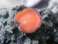 Scutellinia trechispora