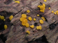 Bisporelle jaune
