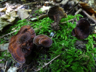Polypore cannelle