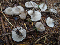 Clitocybe farineux