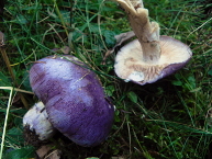 Cortinaire bleu-violet
