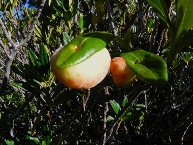 Exobasidium du rhododendron