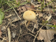 Agrocybe des pelouses