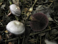 Mycène gris-violet