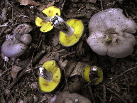 Tricholome violet et jaune