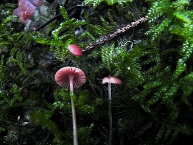 Mycène rose pâle