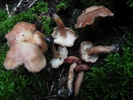 Clitocybe terre cuite