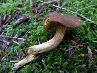 Phyllopore d'Europe