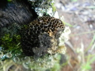 Polypore nid d'abeilles