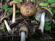 Inocybe à cystides sombres