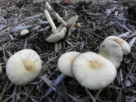 Agrocybe rivuleux