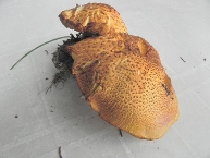 Tricholome rutilant, variegata