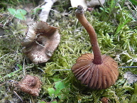 Inocybe obscur