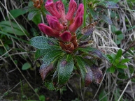 Rhododendron hirsute