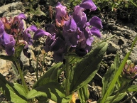 Brunelle à grandes fleurs