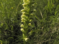 Orchis blanchâtre