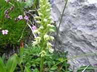Orchis blanc ssp tricuspis