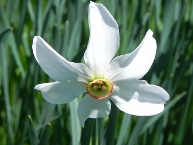 Narcisse à fleur rayonnante