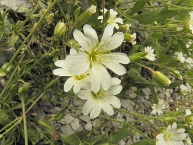 Céraiste arvense ssp. strictum