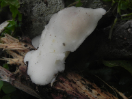 Polypore blanc