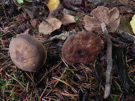 Agrocybe velouté