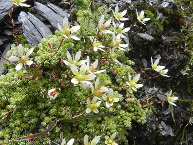 Saxifrage faux bryum
