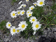 Chrysanthème des Alpes