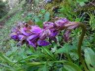 Orchis de Spitzel